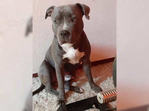 Američtí Pit Bull Terrier bezpečnostní psi jsou k dispozici dobře vyškolení