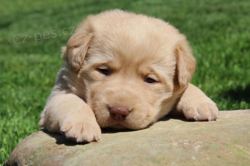 roztomilá štěňata labradora a fena pro adopci štěňat zdarma jsou zdravá a mají rodokmen, očkovanou kůži a mikročipy zdarma. rozšířit hygienické záruky. jsou pro muže a ženy. Kontaktujte mě e-mailem a uložte číslo Whats