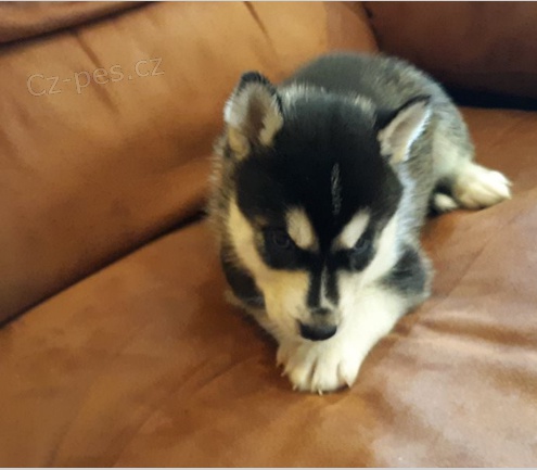 Sibiřské husky štěně