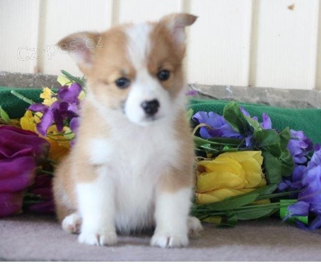 Štěňata velšské Corgi Pembroke jsou připravena k adopci