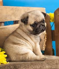 Mops tata k dispozici milovnkm mops