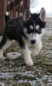 štěňátka sibiřského husky pro adopci. kontakt pro více informací a obrázků