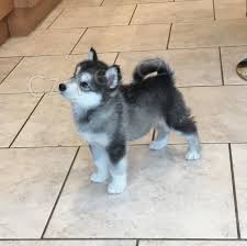 Aljašské děti Malamute jsou k dispozici co nejdříve
