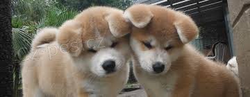 štěňata akita inu  jsou vám k dispozici.