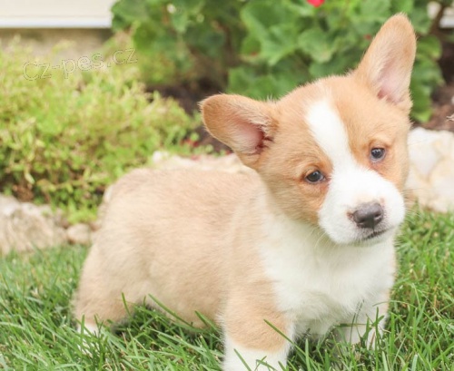 Okouzlující velšský Corgi (Pembroke)