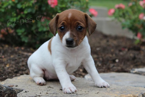 Štěňata Jack Russell Terrier