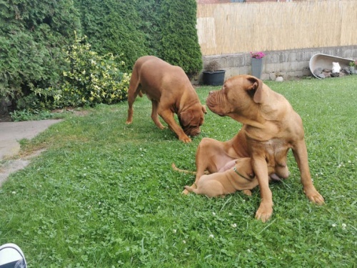 Bordeaux Dogge dispozici jsou štěňata