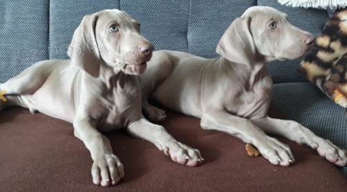 Štěňata mladých Výmarských ohařů k adopci