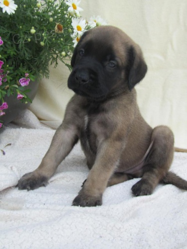 Vynikající anglický mastif k adopci