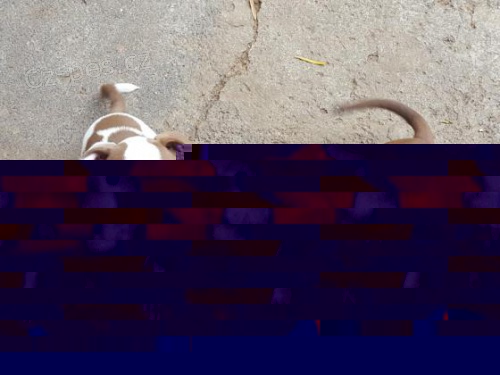 bily 2 Americk pitbulterir pro nov domy
