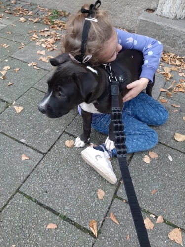 Štěňata Staffordshire Terrier, skvělí strážní psi pro vás