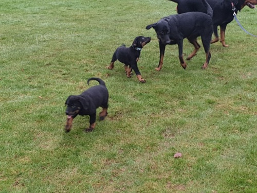Beaucerons pro nové domovy...