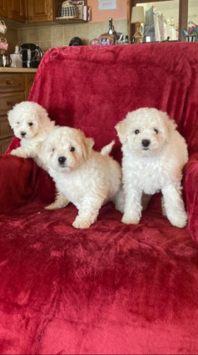 Bichon-frize Štěňata k adopci