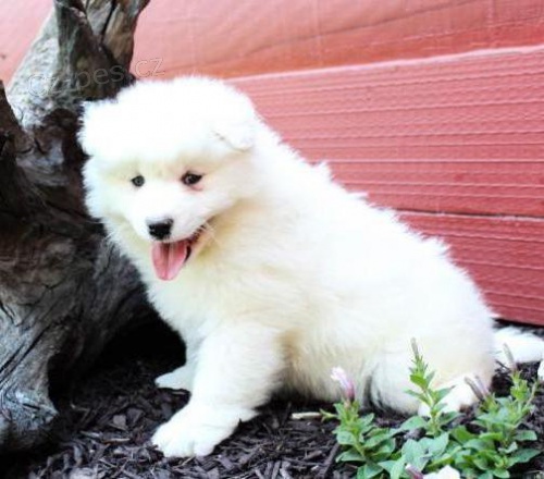 Nádherná očkovaná samojed štěňata pro nové domovy{{}