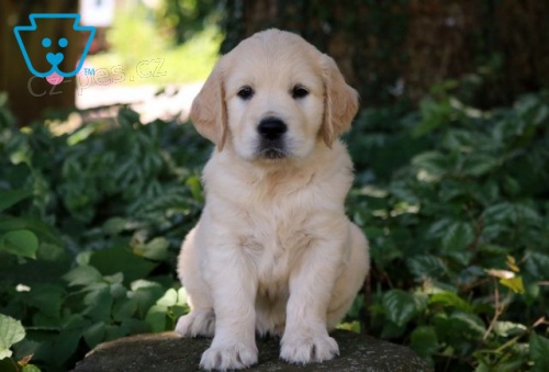  �t��ata zlat�ho retr�vra k adopci