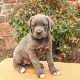 šumivé Cane Corso (italský doga)