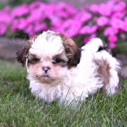 Nádherná Shih Tzu