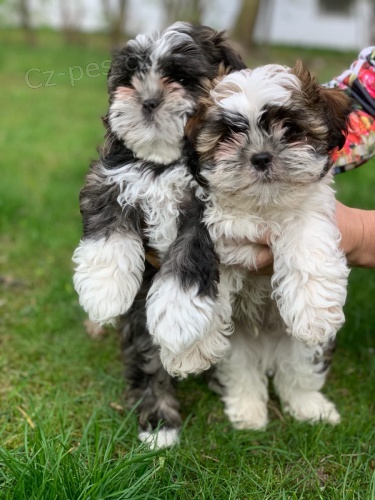 2  mini štěňata Shih-Tzu 2  mini štěňata Shih-Tzu
