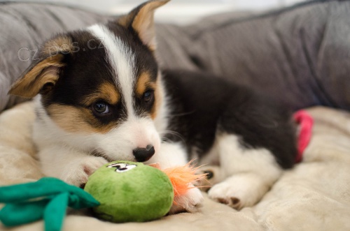 Štěňata Pembroke Welsh Corgi K dispozici k adopci