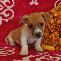 Okouzlující Jack Russell teriér