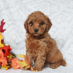 Milující Mini Goldendoodle