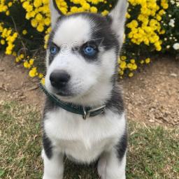 Nádherný sibiřský husky