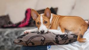 Basenji štěňata
