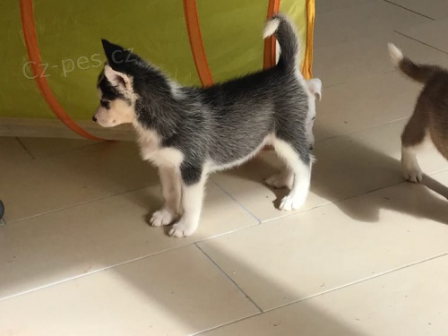 modr oi ttka sibiskho husky pro adopci. kontakt pro vce informac a obrzk