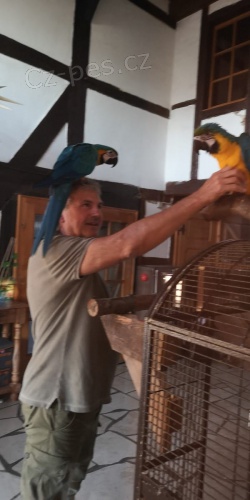 Prokázaná chovná dvojice modré a zlaté macaws Muž 9 let žena 7 let velmi poučný a zvyklý na lidi