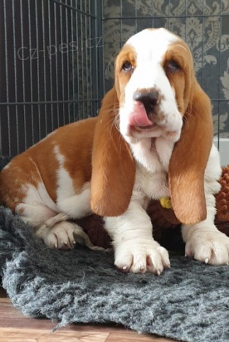 Basset Hound štěňata