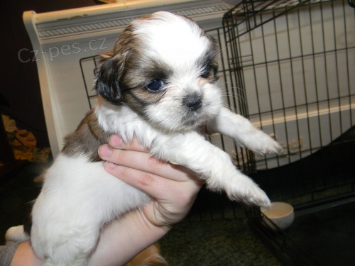 Čistokrevná štěňata Shih Tzu, velmi zdravá, k adopci