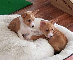 Basenji štěňata