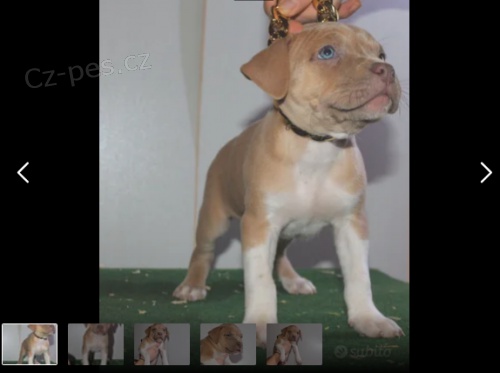 Americky Pitbull štěňata