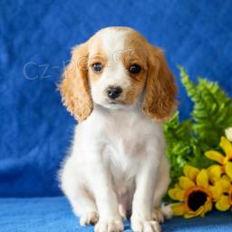Rozkon tata Cavapoo!
