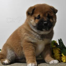 Rozkošná štěňata Shiba Inu!