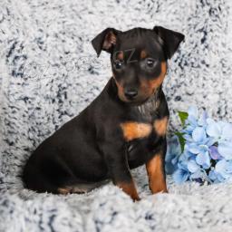 sladká a rozkošná štěňátka Mini Pinscher!