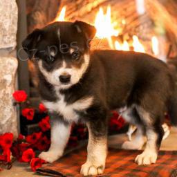 Rozkošná štěňátka Pomsky