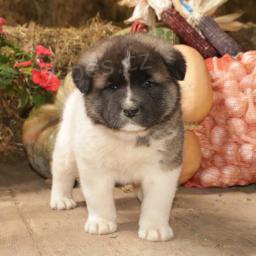 drahá štěňata Akita