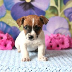 Rozkošná štěňata Jack Russell Terrier