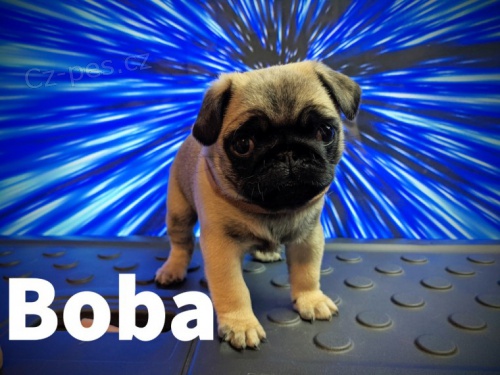 Ndhern tata Mops