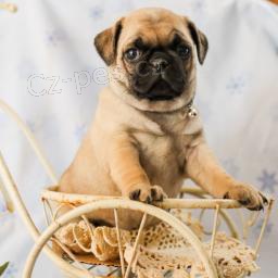 rozkošná štěňátka mops