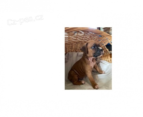 boxer štěňata