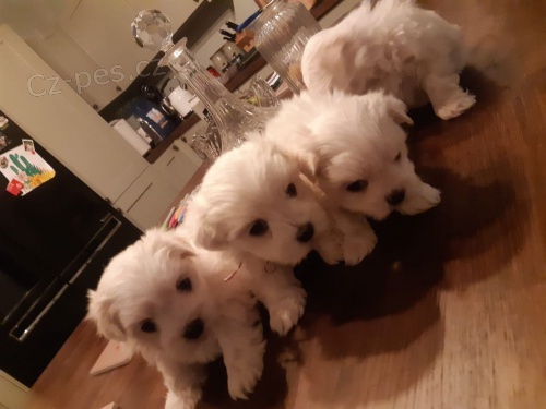 Rozko�n� vynikaj�c� maltsk� �t��ata