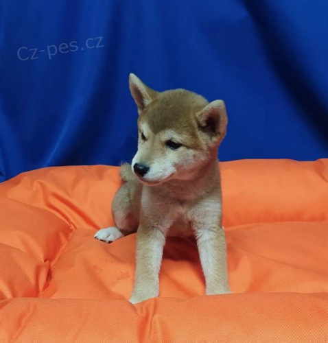 Štěňata Shiba Inu//