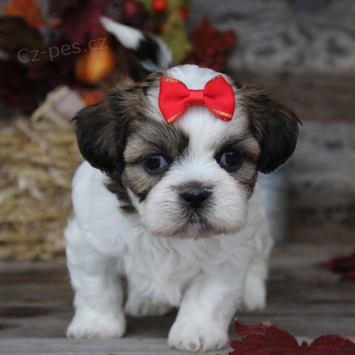 štěňata shih tzu na prodej.
