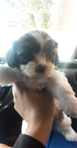 krásná štěňata shih tzu