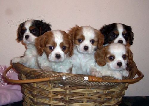 Štěně Cavalier King 