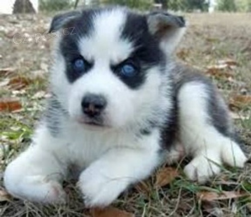 dvě štěňata sibiřského huskyho