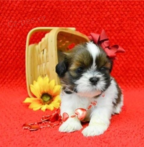 Štěňata shih-tzu