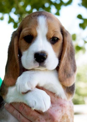 štěňata beagle